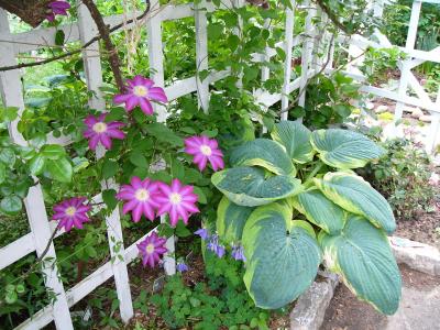 undertrellis.jpg