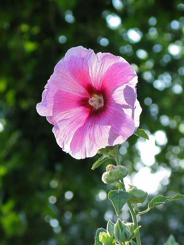 Fort Davis Hollyhock 1