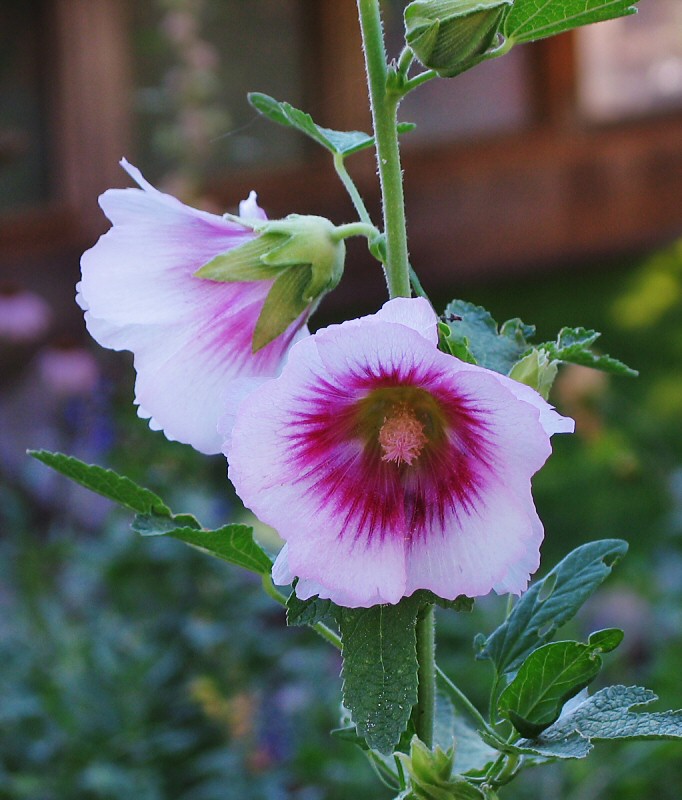 Fort Davis Hollyhock 2