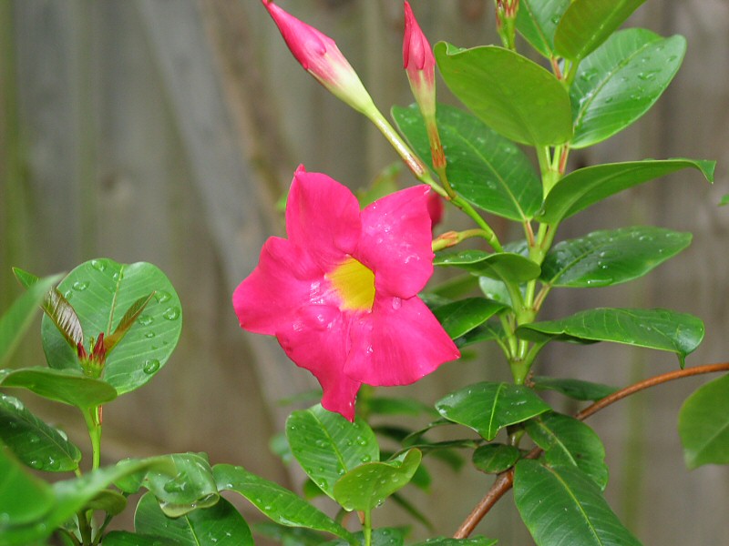 Mandevilla  Red Riding Hood (Mandevilla sanderi)