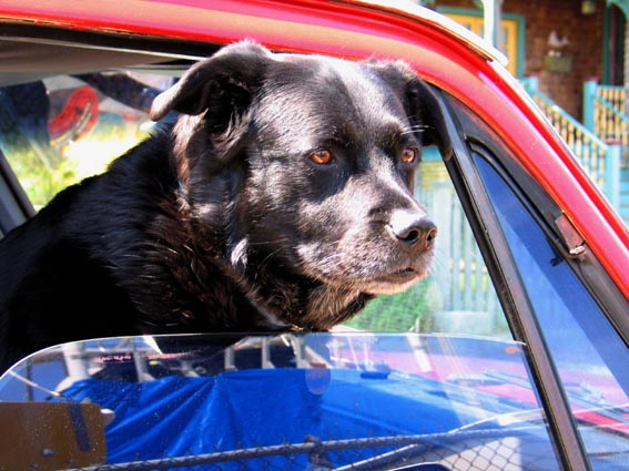 dog in car window.jpg