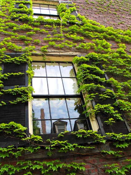 ivy and reflection.jpg