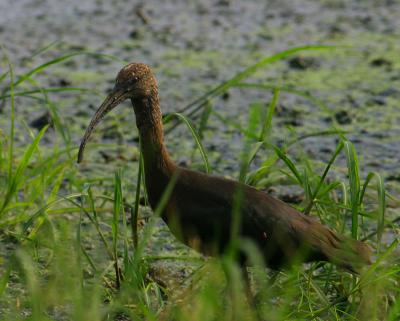 White Faced Ibis