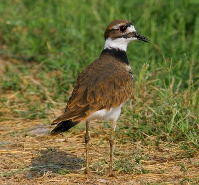 u45/tspringer/medium/33802651.waderskdrree.jpg
