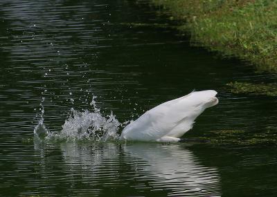 Great White Egret