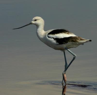 American Avocet
