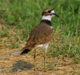 Killdeer