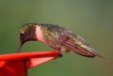 Black-chinned Hummingbird