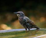 Starling in for a drink.