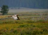 Sandhill Crane Flying  Swan Lake Flats