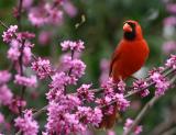 American Cardinal Male