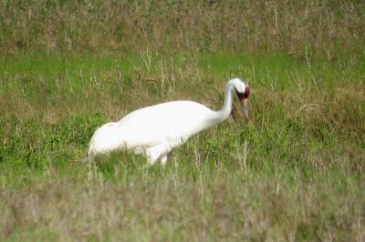 WHOOPING CRANE!!!!!