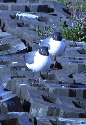 And Laughing Gulls again