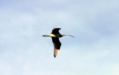 Long-billed Curlew