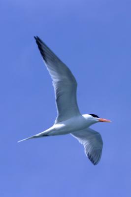 Royal Tern