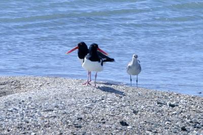 American Oystercatchers, Willet