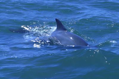 Dolphins playing around the boat!