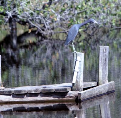Little Blue Heron (near our cabin)