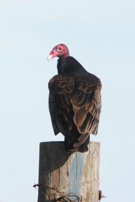 TV (Turkey Vulture)