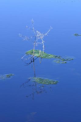 a nice pond at Aransas National Wildlife Regure