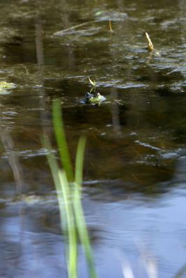 Bullfrog