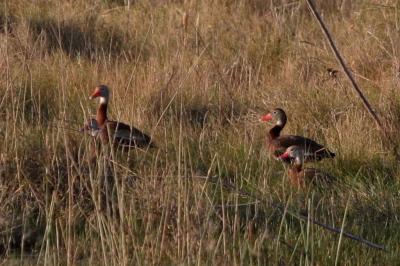 Black-bellied Whistling Ducks!