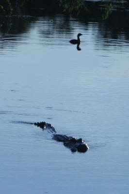 Here comes the 'gator ...