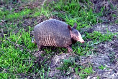An armadillo!  SO cute!!