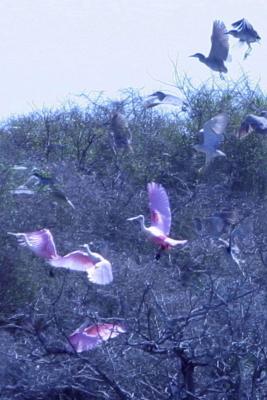Roseate Spoonbills