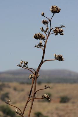 Agave stalk