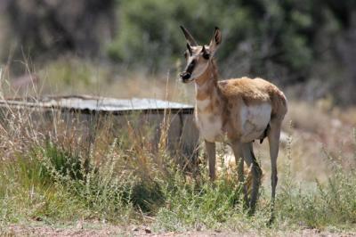 Pronghorn antelope