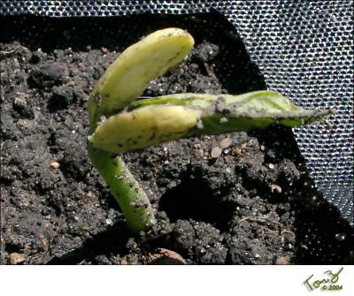 Bush Bean Seedling