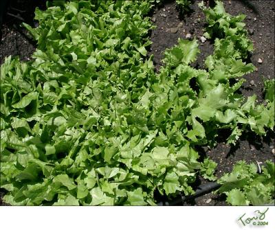 u45/tzphotos/medium/29289875.05230032_LettuceforEveryone_800X600.jpg