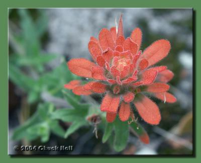 Fuzzy Red Flower