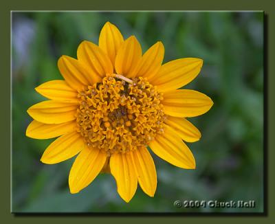 Yellow Flower Along the Trail