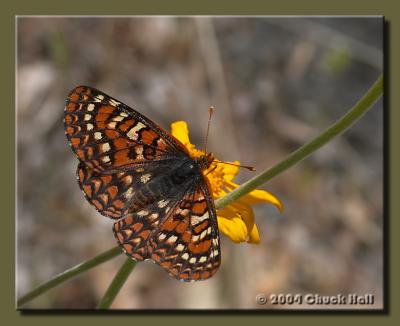 Yosemite Butterfly 1