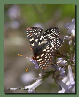 Yosemite Butterfly 3