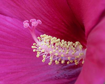 Erotic Red Hibiscus