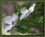 Dogwood Blossoms