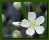 White Geraniums Along the Trail