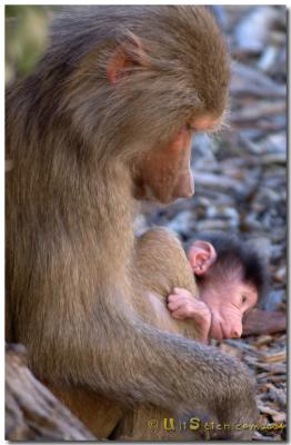 3 day old baboon