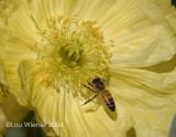 Bee  & Flower-3