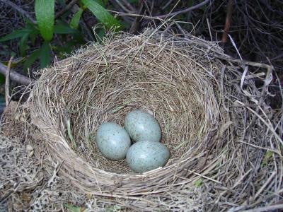 Ninho de Melro // Nest of Blackbird (Turdus merula)