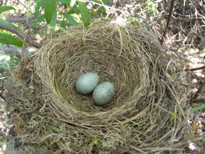 Ninho de Melro // Nest of Blackbird (Turdus merula)