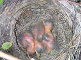 Ninho de Melro // Nest of Blackbird (Turdus merula)