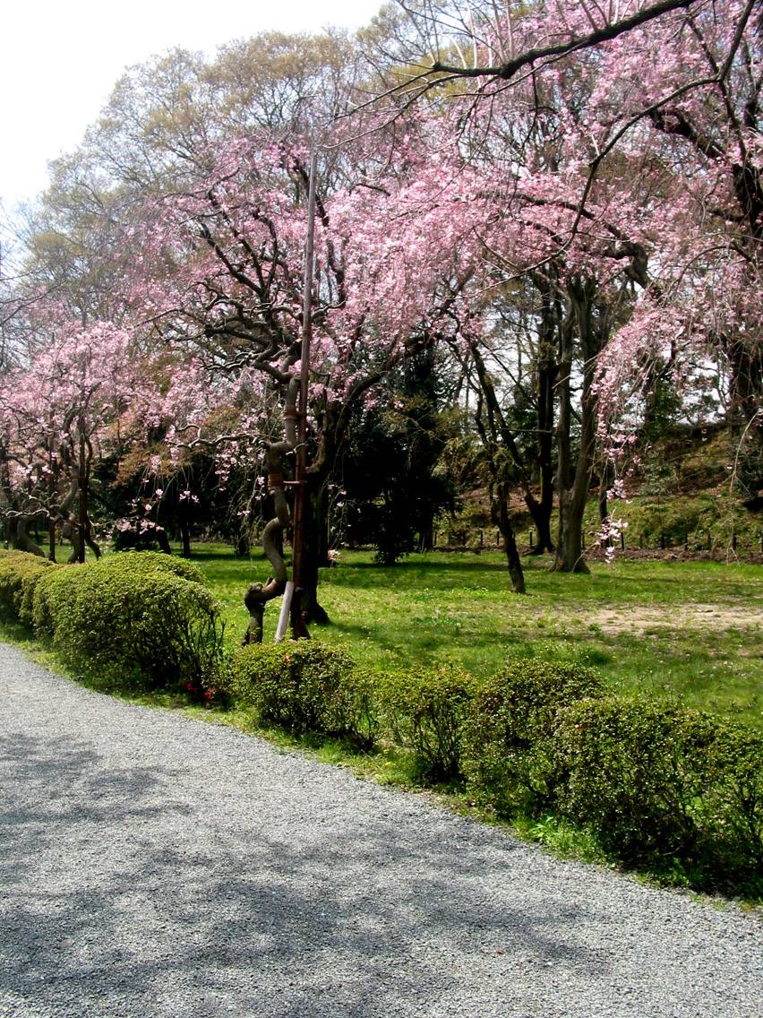 Cherry Trees Heian Jingu Garden