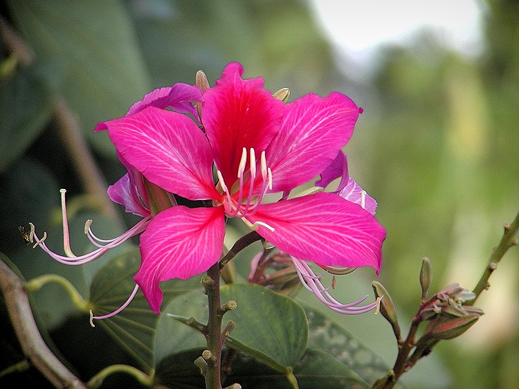 Hong Kong Orchid Tree.jpg