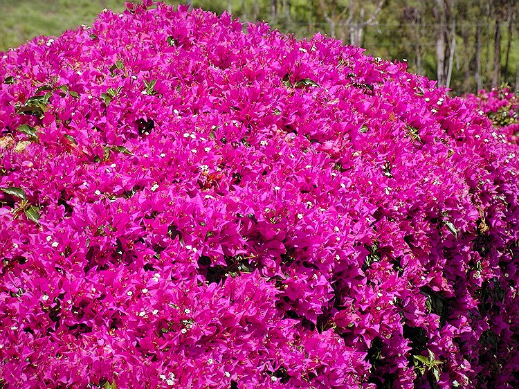 Bougainvillea.jpg