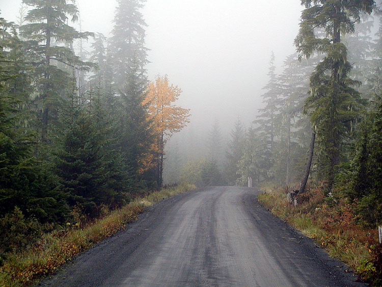 Foggy Morning