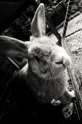 May 10: Rabbit